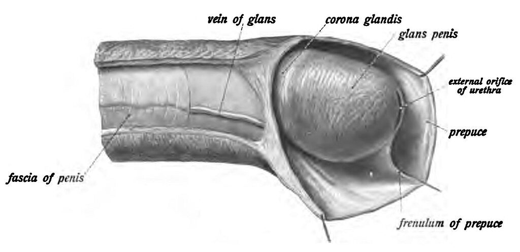 penile frenulum