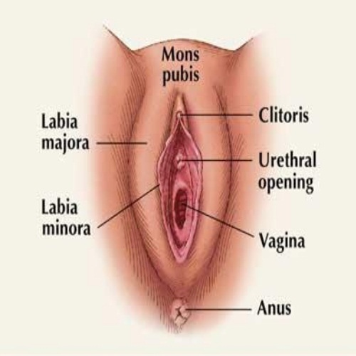 female genital anatomy