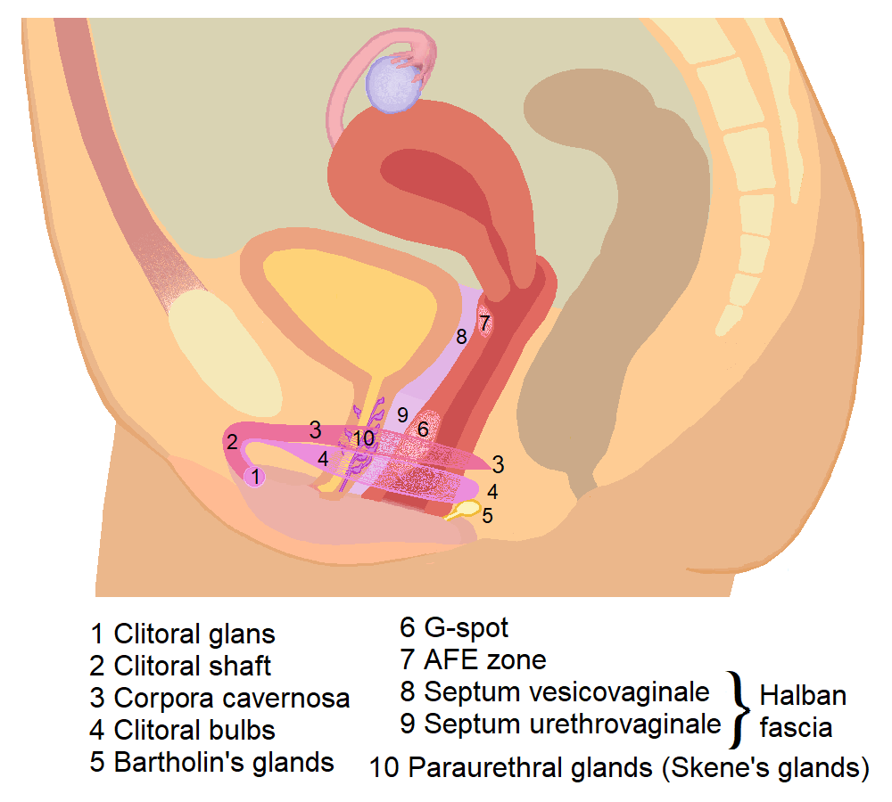 how to find the g spot